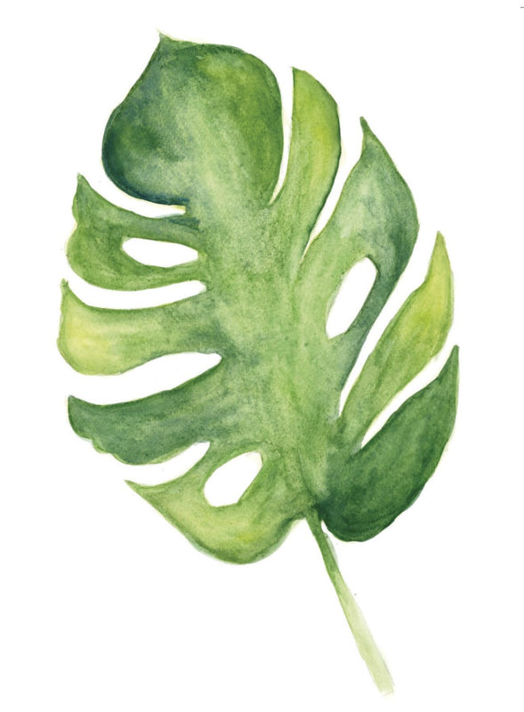 Monstera