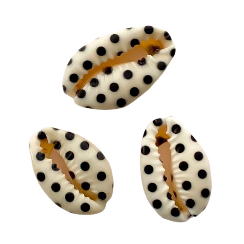 Printed Cowrie Shell - dots